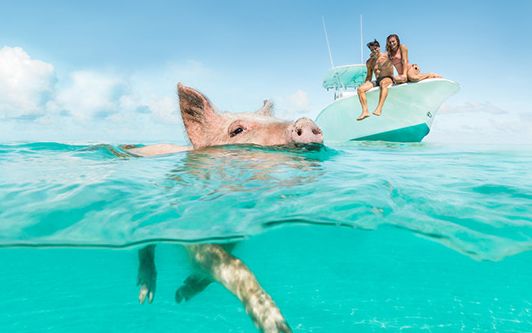 Bahamas und Schwimmende Schweine - Reiseagentur myinspi