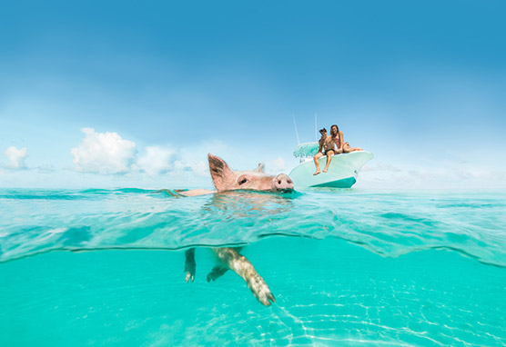 Bahamas Rundreise - Schwimmende Schweine