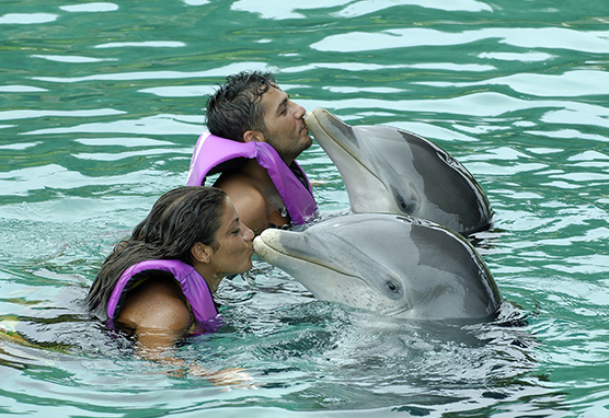 Schwimmen mit Delfinen in Florida
