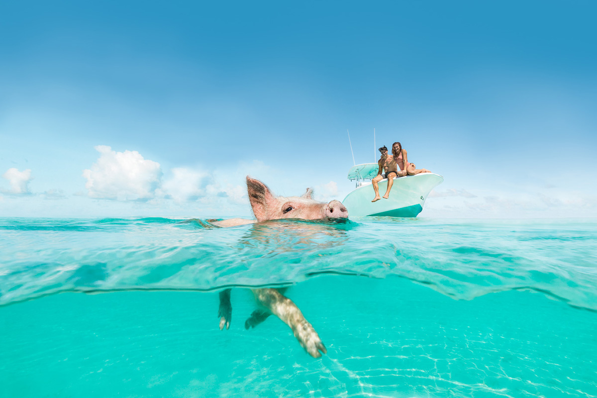 © Bahamas Tourist Office Schwimmende Schweine Bahamas